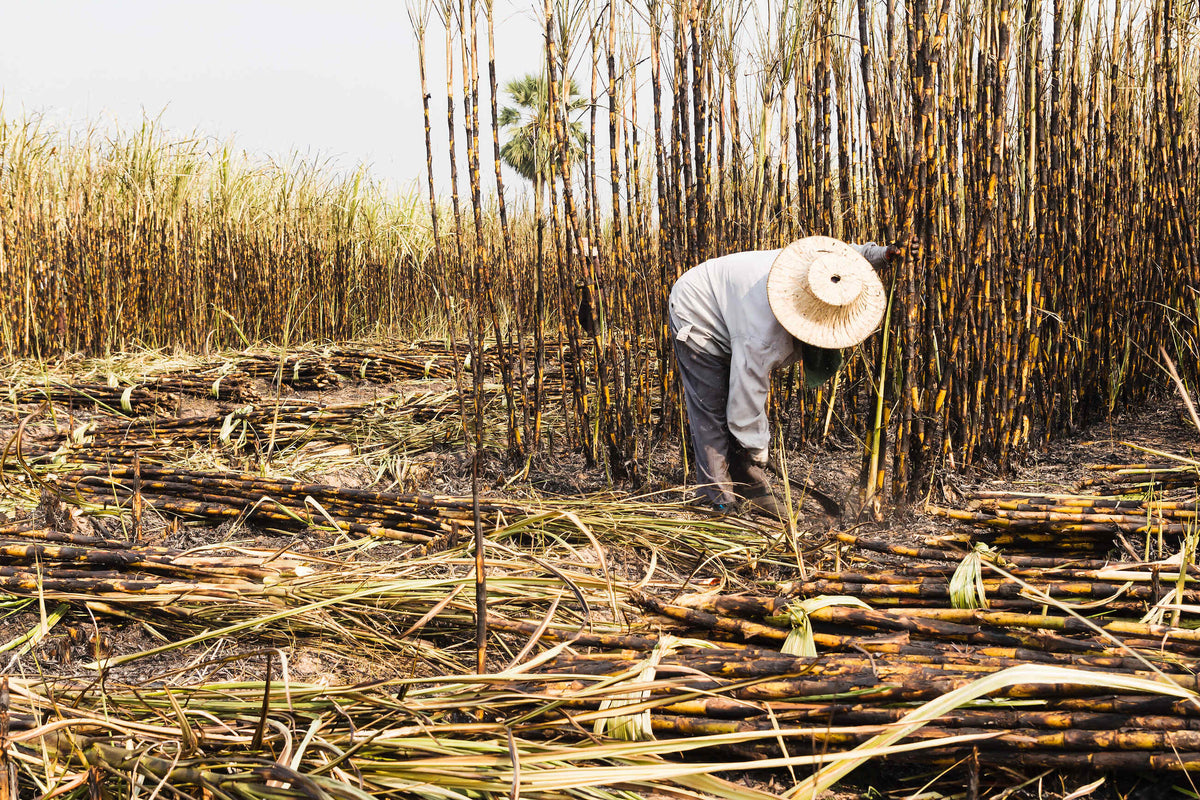 Sugar cane harvest