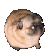 Pug
