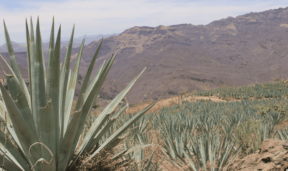 Shortage of agave could mean bad news for your parties