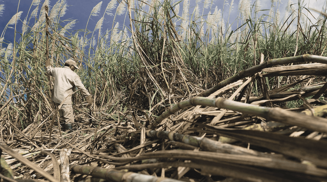 Cane to Glass - This Is How Rum Is Made