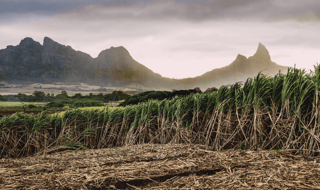 Where Sugar Cane Grows- Molasses and Rum Follows