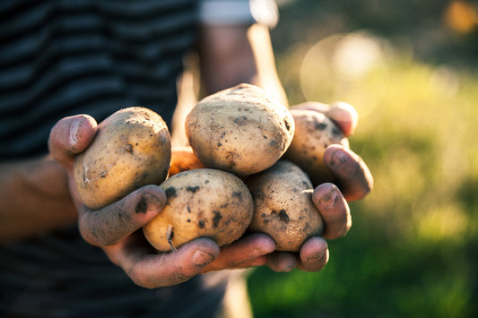 Is Vodka Flavourless? and Other Vodka Questions we Get the Most. Potatoes Included.