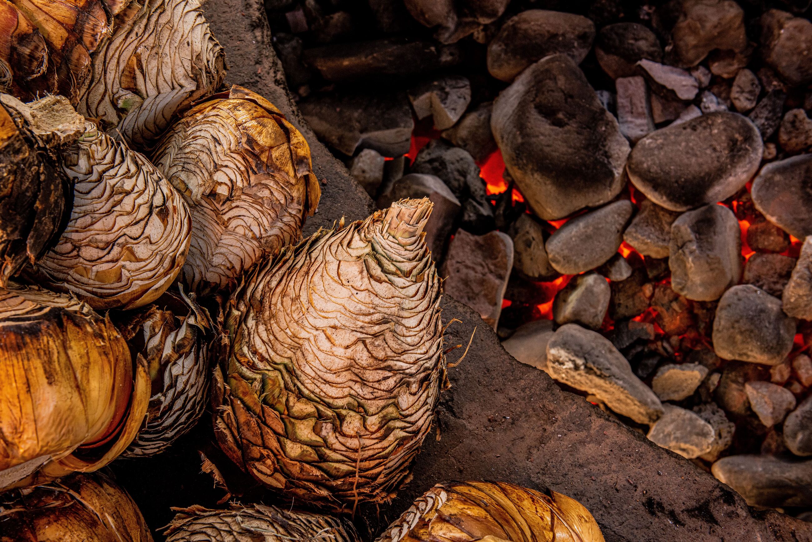 Sotol: Take a Sip From The Desert Spoon  Flaviar