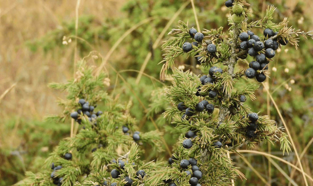 Can You Call Yourself a Gin Lover if You Don't Know These Things About Juniper?