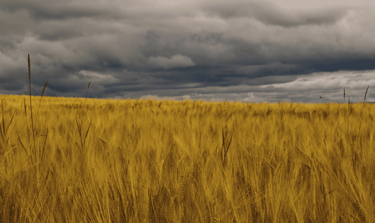 How Scotch Whisky is Made #1: Barley